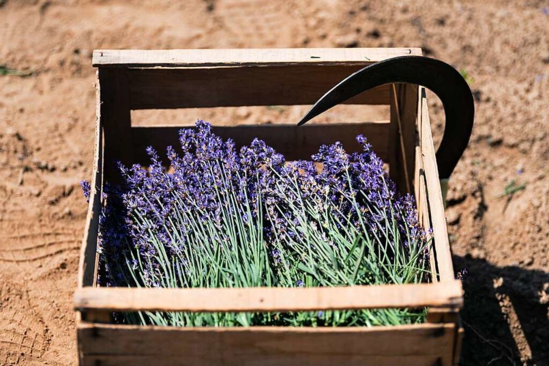 Geernteter Lavendel liegt neben einem Lavendelfeld in einer Kiste  | Foto: Silas Stein (dpa)