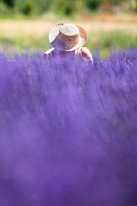 Eine Frau erntet Lavendel.  | Foto: Silas Stein (dpa)