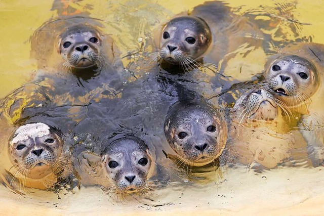 In einer Auffangstation werden alleing...aufgepppelt und wieder frei gelassen.  | Foto: Christian Charisius (dpa)