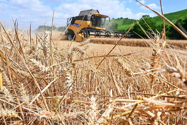 Trockenheit und Hitze fhren auch zu Ernteausfllen.  | Foto: Bernd Weibrod (dpa)