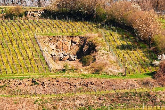 Die Reben in der Btzinger Endhahle mi...rt zugleich die Grenze zu Eichstetten.  | Foto: Manfred Frietsch