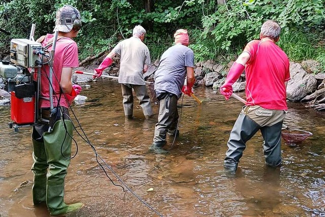 Mitglieder des ASV Bad Krozingen fisch...eil hher gelegenen Stelle wieder aus.  | Foto: ASV Bad Krozingen