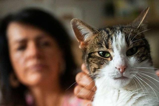 Halter in Walldorf wehren sich gegen Ausgangsverbot fr Katzen