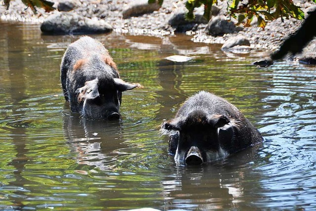 Die Wollschweine, die in diesen Tagen ...ich eine Sauhitze gut aushalten lsst.  | Foto: Daniel Gramespacher