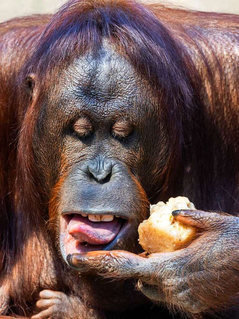 Ein Orang-Utan-Weibchen im Rostocker Zoo leckt an ihrem Eis.