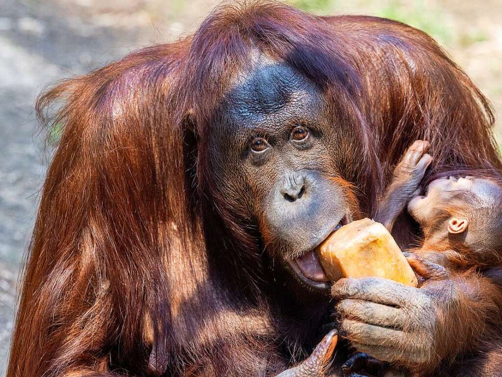 Ein Orang-Utan-Weibchen im Rostocker Zoo leckt an ihrem Eis.