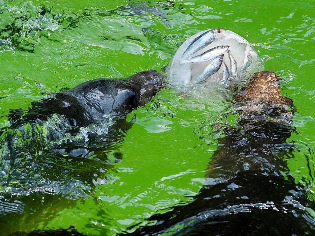 Seelwen im Zoo Berlin vergngen sich mit einer fischigen Eisbombe. Auch die Tiere bentigen Abkhlung angesichts der hochsommerlichen Temperaturen.