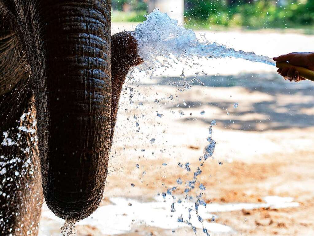 Ein asiatischer Elefant wird im Zoo Berlin mit Wasser abgekhlt.