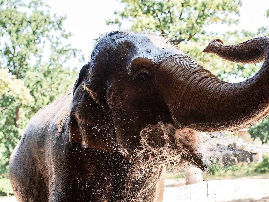 Auch die Tiere bentigen Abkhlung angesichts der hochsommerlichen Temperaturen.