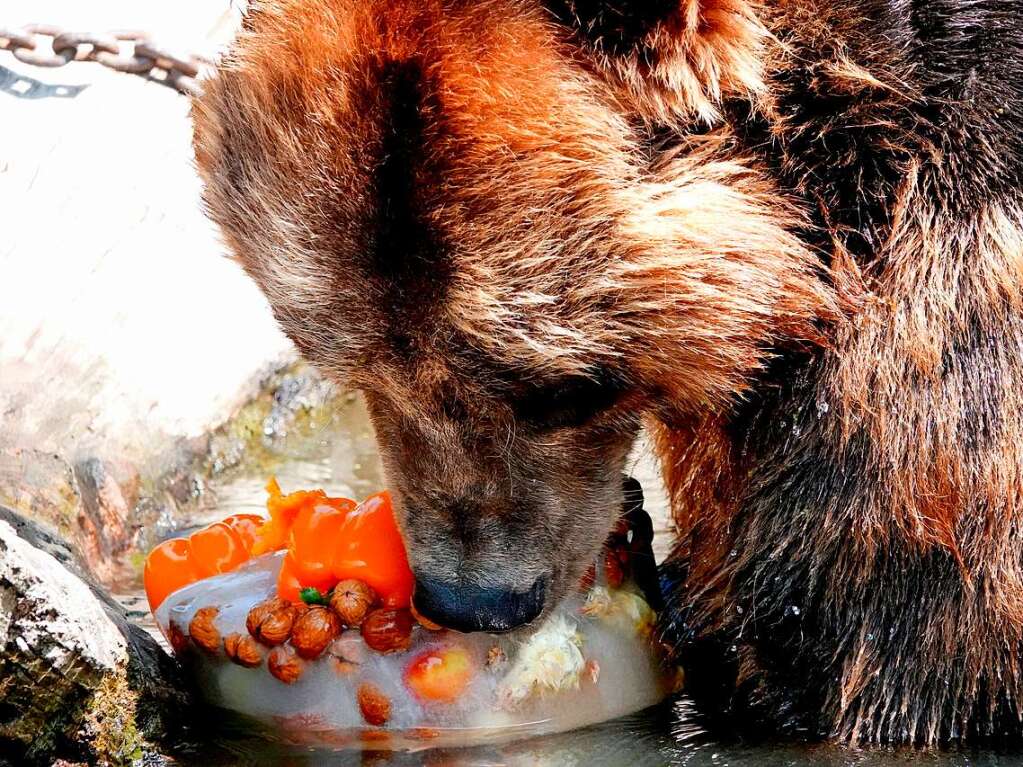 Ein Kamtschatkabr knabbert an seiner Eisbombe im Tierpark Hagenbeck in Hamburg.