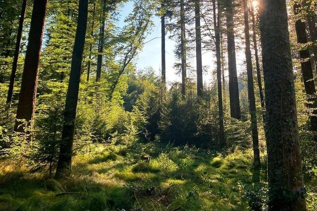 Im Stadtwald von Bad Säckingen soll es weniger Fichte und mehr Mischwald geben