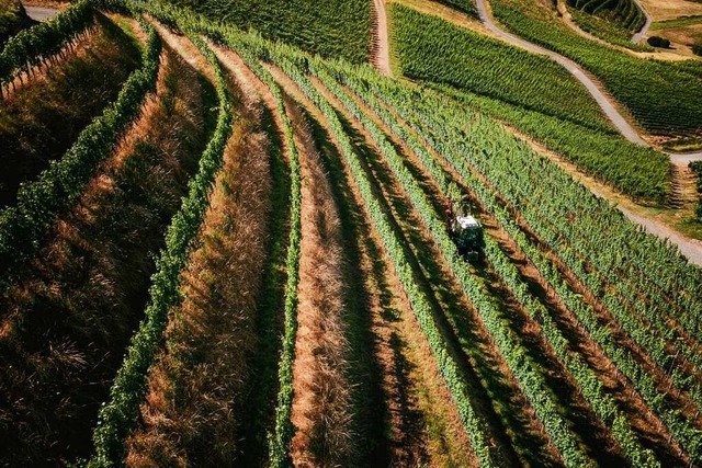 Trotz der Trockenheit stehen die Reben...enburg und dem Umland noch bestens da.  | Foto: Winfried Kninger