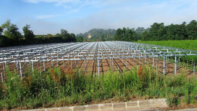 Die Gerste fr die Solarmodule stehen...punkt, den der Investor erklren kann.  | Foto: privat