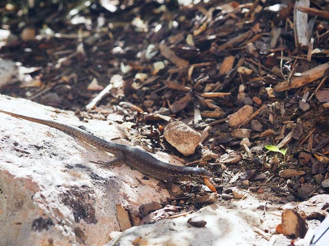 Die Eidechse hat sich den Mehlwurm geholt.  | Foto: Hannah Steiert