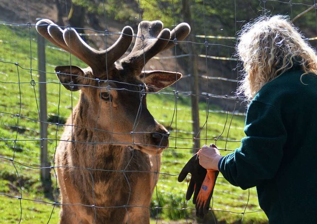 Vermutlich mit einem Schraubenzieher h...as Tierfutter am Wildgehege aufhebelt.  | Foto: Edgar Steinfelder