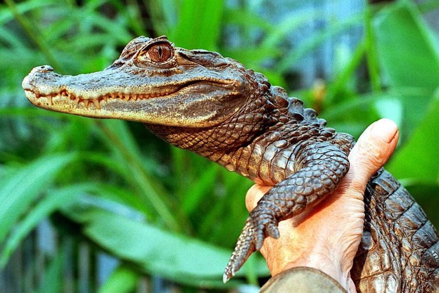 Alligator Sammy war 1994 weltweit ein Medienstar.  | Foto: Wolfgang Thieme