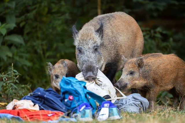 2020 klaute ein Wildschwein in Berlin eine Tte samt Laptop.  | Foto: Ingolf Knig-Jablonski