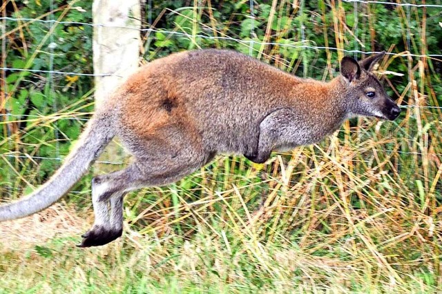 Skippy hfte 2015 durchs Sommerloch.  | Foto: Wilhelm Figge