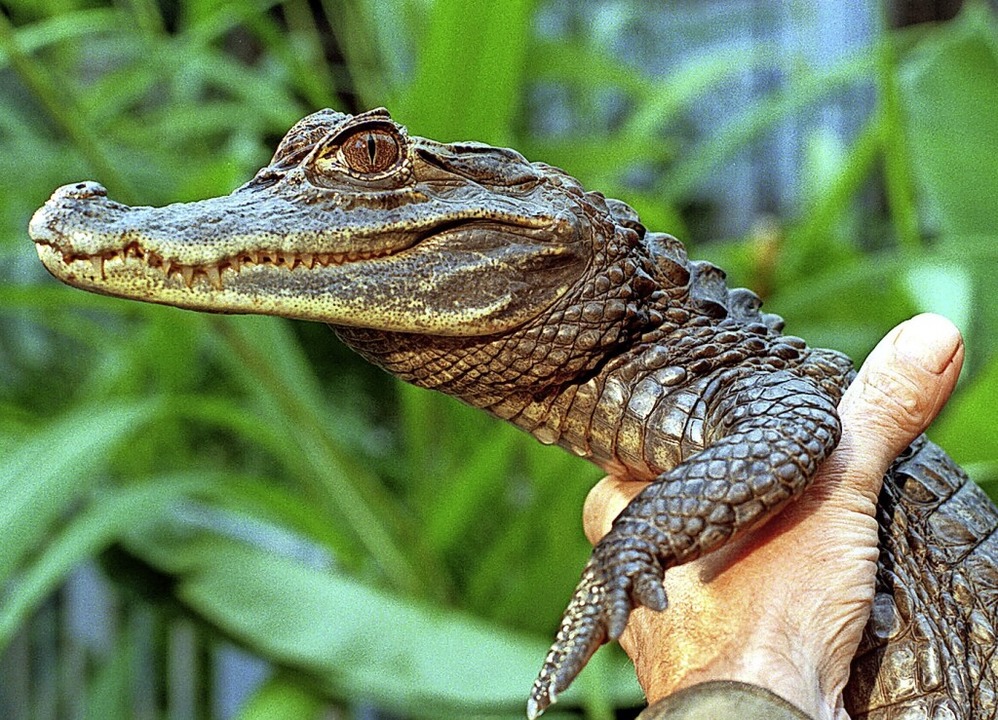 Alligator Sammy war 1994 weltweit ein Medienstar.  | Foto: Wolfgang Thieme