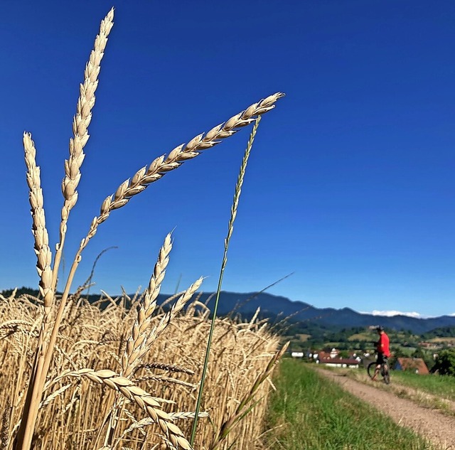 Den Sommer in der Regio radelnd genieen<ppp></ppp>  | Foto: Ronja Vattes