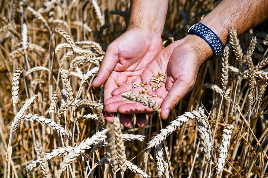 Kommt der Weizen endlich zu den Menschen?  | Foto: - (dpa)