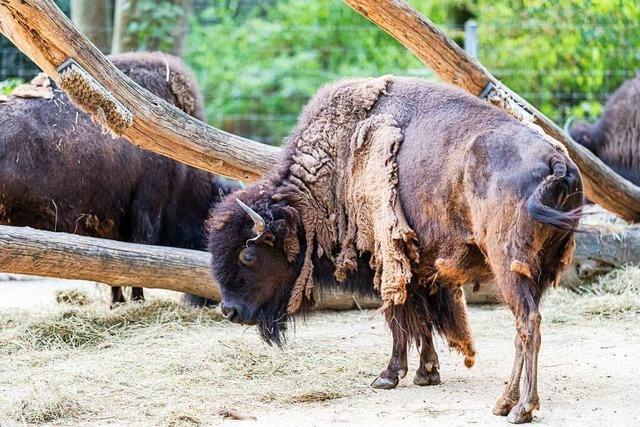 Was Tiere im Basler Zoo bei großer Hitze für ihre Kühlung tun