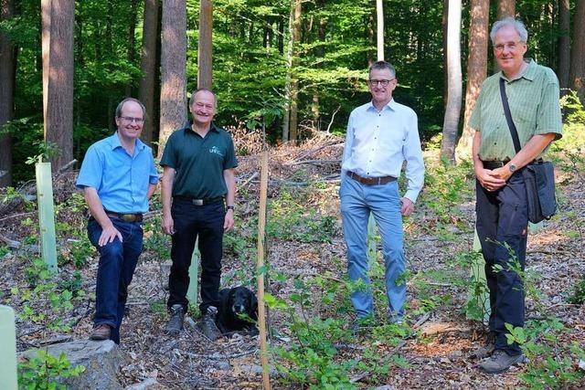 Hunderte junge Eichen als Hoffnungstrger fr den Klimaschutz