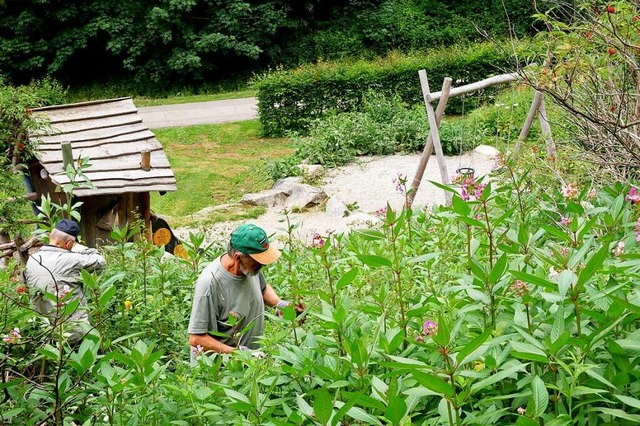 Teilweise steht das Springkraut mannshoch.  | Foto: Eva Korinth