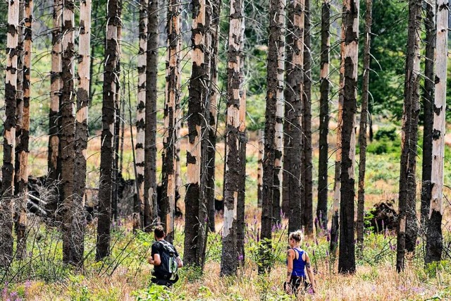 Hitzefolgen sind in der Natur berall ...  in diesem abgestorbenen Fichtenwald.  | Foto: Swen Pfrtner (dpa)
