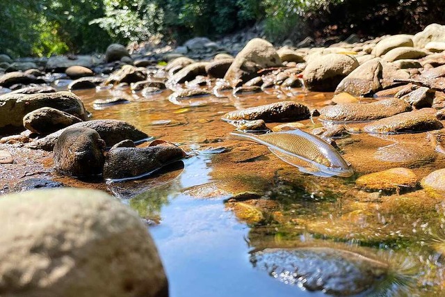 Kaum eine berlebenschance hat dieser ...er Fluss ist so gut wie ausgetrocknet.  | Foto: Frank Schoch