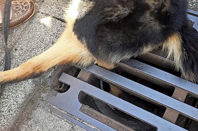 Ein Schferhund steckte fest.  | Foto: Feuerwehr Kenzingen