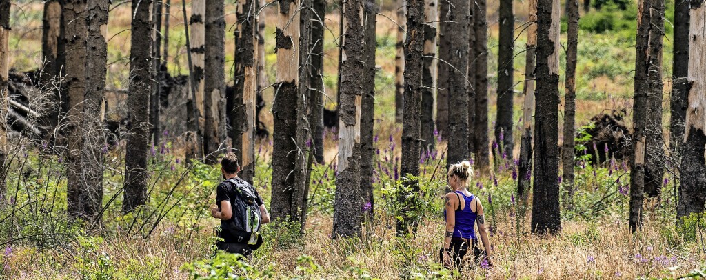 Young plants in particular suffer – Breisgau-Hochschwarzwald district