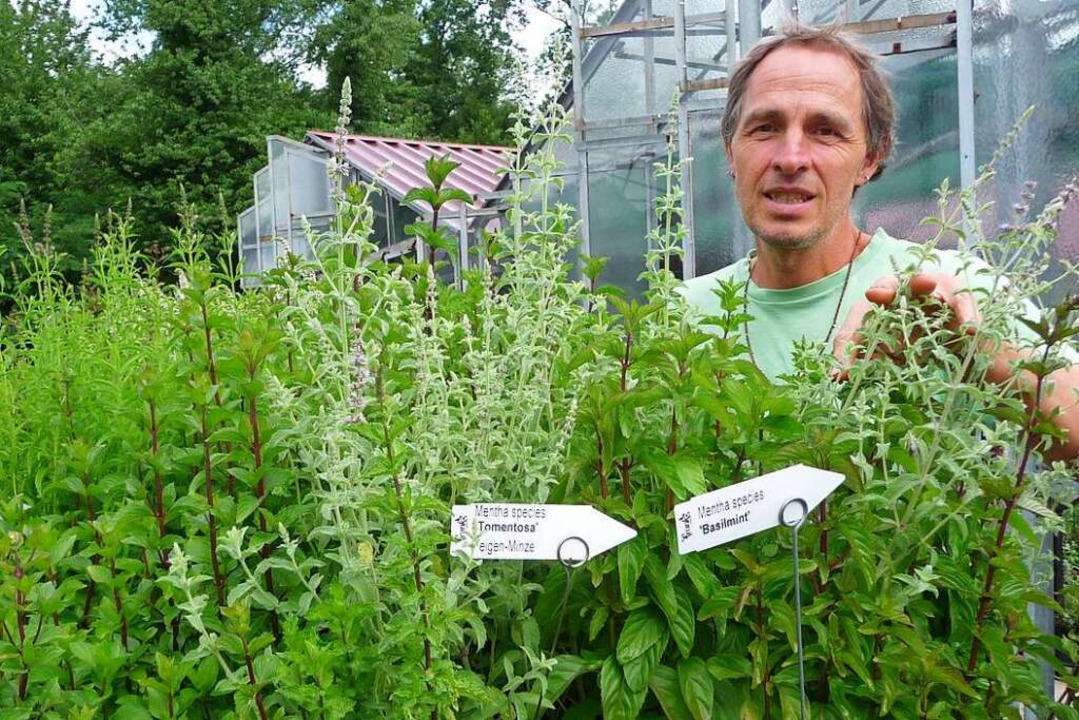 Wo frische Minze als Würze nicht fehlen sollte Gastronomie Badische