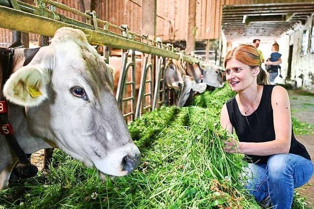 Forscher wollen den Methan-Aussto von Rindermgen reduzieren
