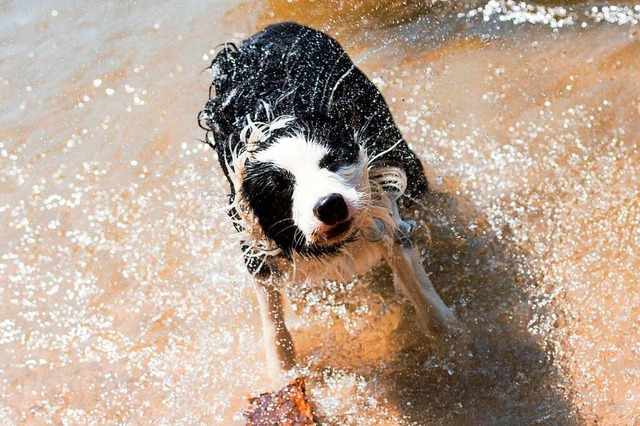 Die &#8222;Hundstage&#8220; haben erst...ts mit Wasser suchenden Hunden zu tun.  | Foto: Maurizio Gambarini