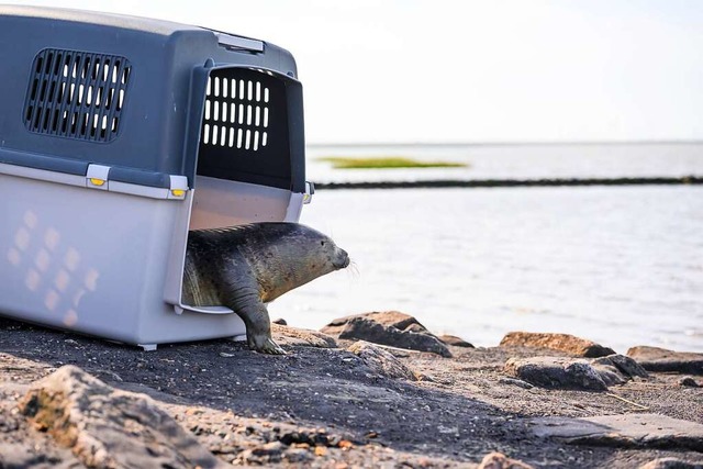 Seehund Paul schaut whrend seiner Auswilderung vorsichtig aus der Transportbox.  | Foto: Jonas Walzberg (dpa)