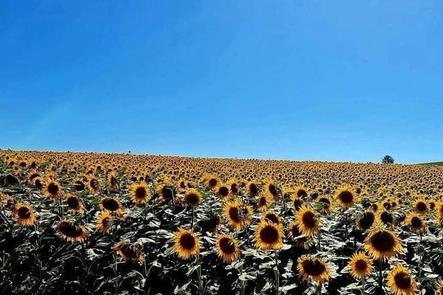 Ein Sonnenblumenfeld im Süden