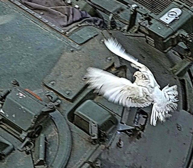 Eine weite Taube fliegt ber  ukrainische Panzer in Lyssytschansk.  | Foto: Uncredited (dpa)