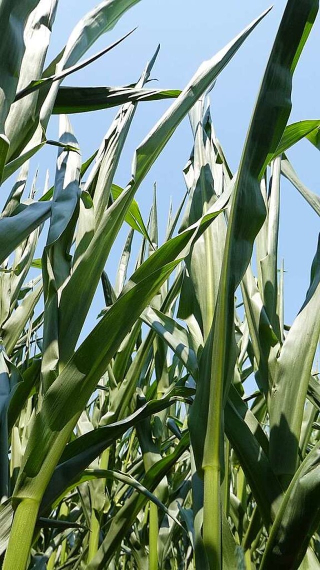 Rollen sich die  Bltter beim Mais auf...ein erster Indikator fr Wassermangel.  | Foto: Christa Maier