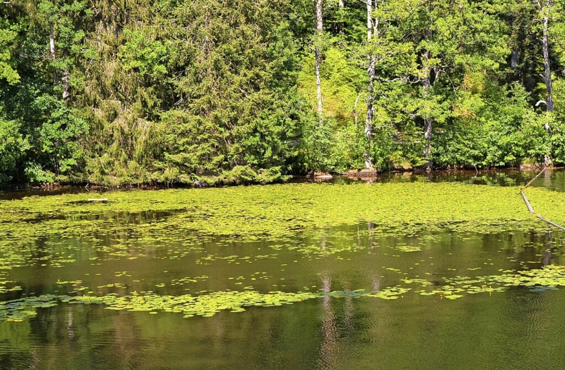 Der Schwimmteppich der Gelben Teichros...uli 2020 bereits deutliche Lücken auf.  | Foto: Friedbert Zapf