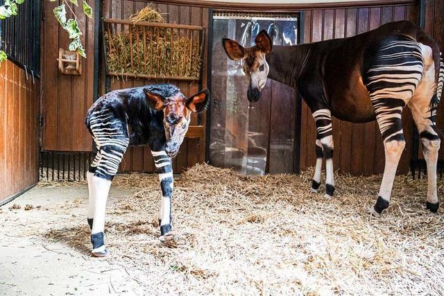 Nachwuchs bei den Okapis im Zoo Basel