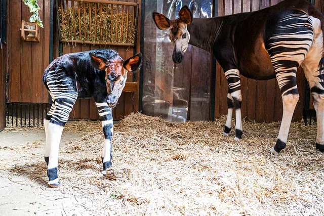 Im Basler Zoo gibt es Okapi-Nachwuchs.  | Foto: Zoo Basel