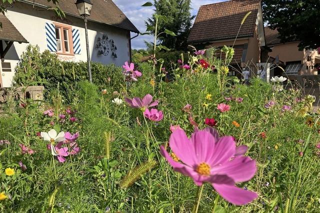Blumenwiese vor dem Alten Schloss in Wehr