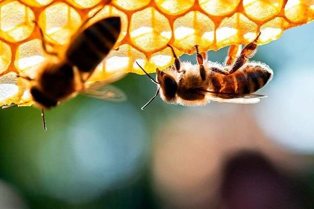 Sonniges Wetter beschert Imkern in Baden-Wrttemberg eine gute Frhjahrs-Ernte