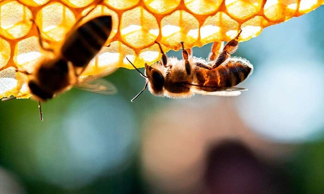 Honigbienen sitzen auf einer Wabe (Archivbild).  | Foto: Sebastian Gollnow