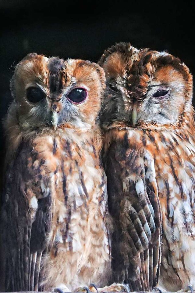 Waldkauz &#8222;Knuddel&#8220; mit Mut...t es keinen rger in der Voliere gibt.  | Foto: Schwarzwaldzoo