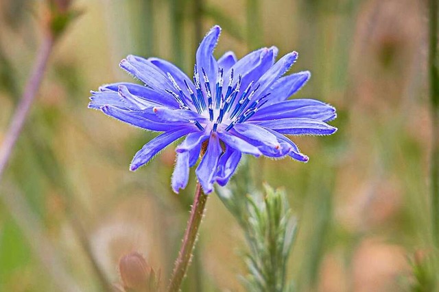 Wird gern als  Symbol  der Romantik bemht: die blaue Blume  | Foto: Imago