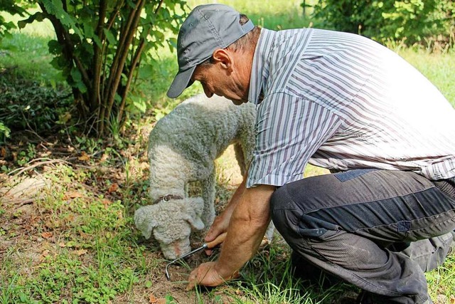 Heiner Gretzmeier grbt einen Trffel ... spezialisierten Hunde aufgesprt hat.  | Foto: Ruth Seitz