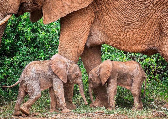 Nationalparks werden eingerichtet, um Pflanzen und Tiere zu schtzen.  | Foto: JANE WYNYARD (AFP)