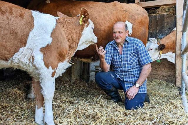 Bei einem Ortenauer Biobauern wachsen Kälber mit Kuhkontakt auf – das ist selten